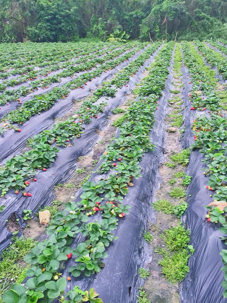 strawberry2