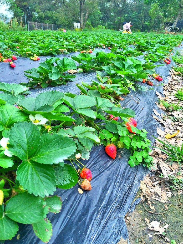 strawberry3