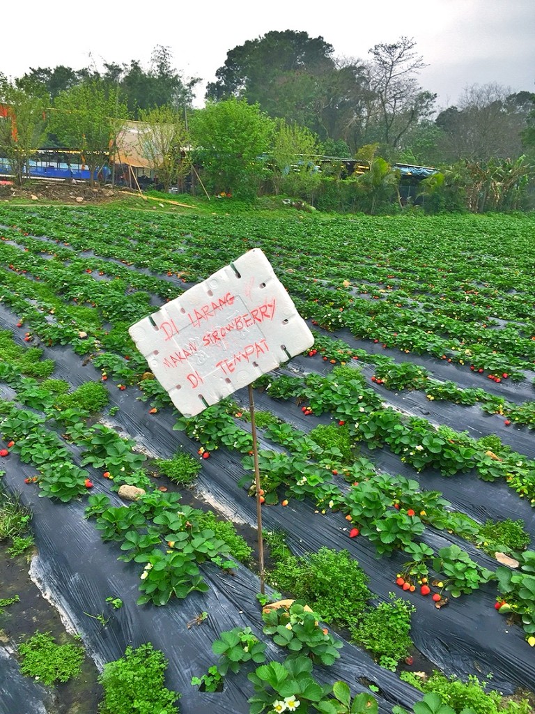 strawberry4