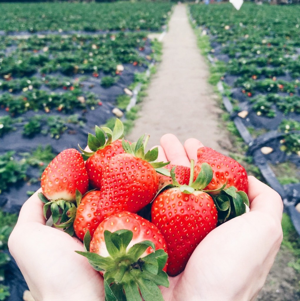 strawberry5
