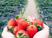 strawberry5