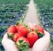 strawberry5