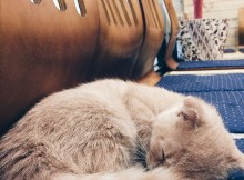 cat10