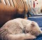 cat10