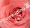 prewed00