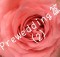prewed03